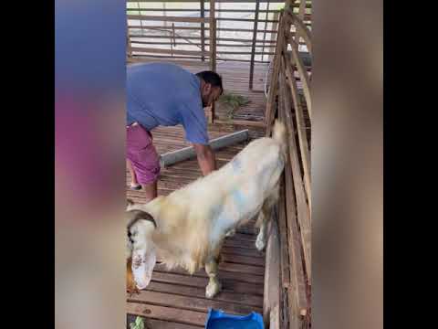 Video: Ubat Rue Kambing