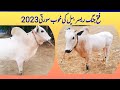 Fatehjangi Racer Bail ka Shoq!! Fatehjang beauty😊 Sunday 7-05-2023 😊 Qurbani Season 2023 Start!!