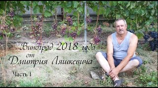 Виноград 2018 года  от Дмитрия Ляшкевича.  Часть 1