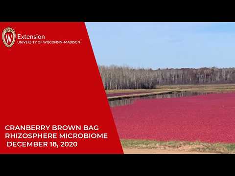 Cranberry Brown Bag Rhizosphere Microbiome 20201218 thumbnail