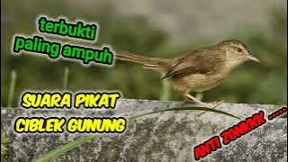 suara pikat ciblek gunung paling ampuh