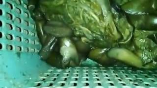 Cara Membuat Pakan Alternatif Lele Dengan Batang Talas Lompong Mudah dan Cepat1