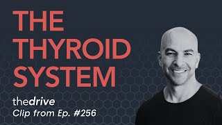 The thyroid system: how it works, common problems, hypothyroidism, T3, T4, TSH, & more | Peter Attia