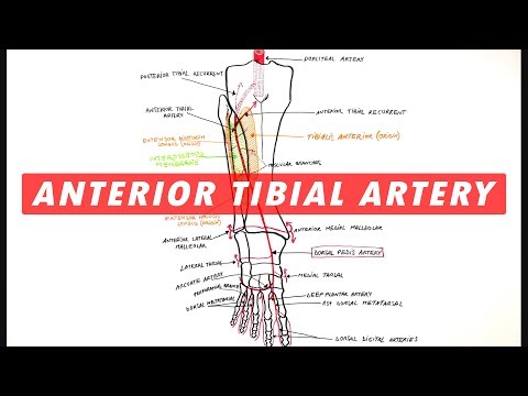 Anterior Tibial & Dorsalis Pedis arteries branches - Anatomy Tutorial