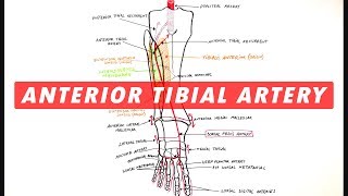 Anterior Tibial & Dorsalis Pedis arteries branches - Anatomy Tutorial