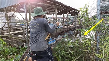 Mùa nước đổ đã về - Bè huyền thoại câu cá tra, cá cóc | Câu cá trên bè T 349