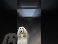 Gönn dir eine Minute für diesen eleganten Hund – sie weiß ganz genau, wovon sie spricht! 🐶✨