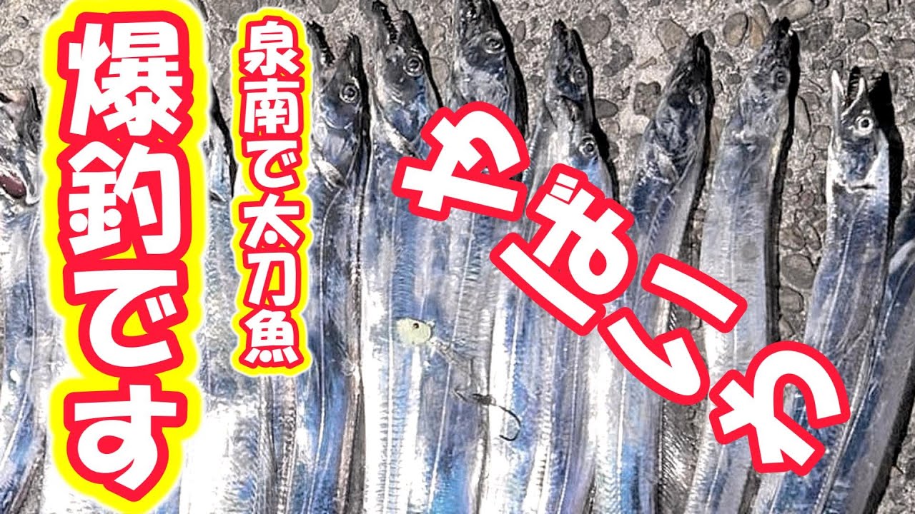 【太刀魚釣り】泉南が熱いぜ！太刀魚の爆釣開始！！