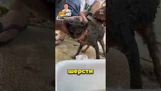 спасение кота #shorts #животные #shortsvideo #котики