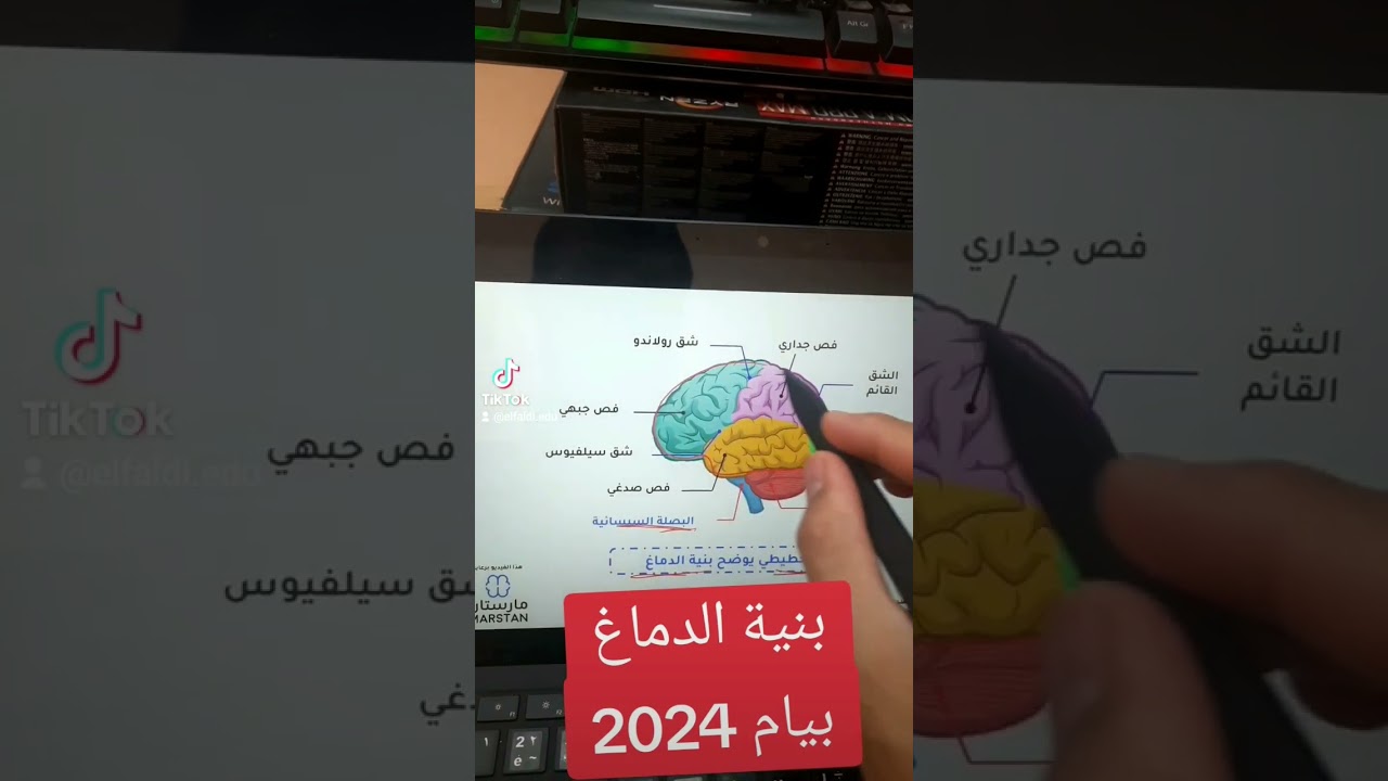 بنية الدماغ #بيام_2024 #bem2024
