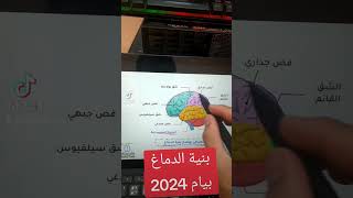 بنية الدماغ #بيام_2024 #bem2024