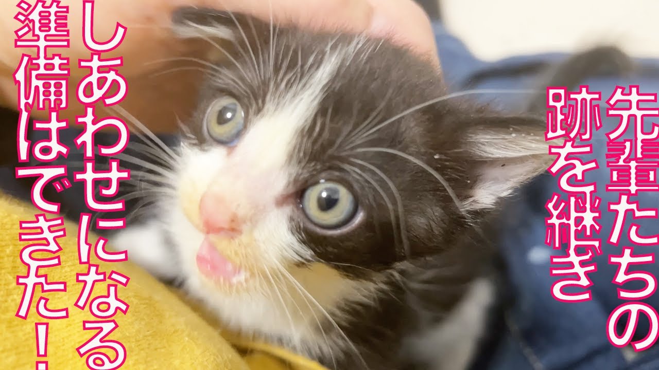 ルーキー幼猫兄妹、しあわせになる儀式を受け継ぐ Naming the rescued