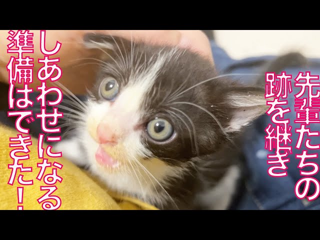 ルーキー幼猫兄妹、しあわせになる儀式を受け継ぐ Naming the rescued