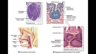 Chapter 22 Lymphatic System Classroom Lecture