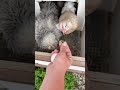 Egg collecting! Which egg is your favorite?! #eggs... #Shorts #simplychickensofficial