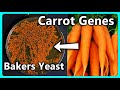 Genetically Modifying Yeast, Then Baking With Them! - Beta Carotene Yeast