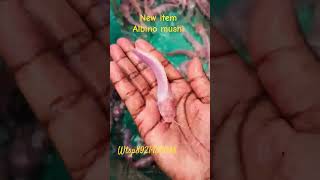 വളരെ സിമ്പിൾ ആയി വളർത്താവുന്ന ആൽബിനോ മുഷി albino muzhi#meenvalarthal