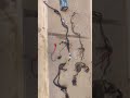 Bajaj Pulser 150 cc 2013 model wiring kit