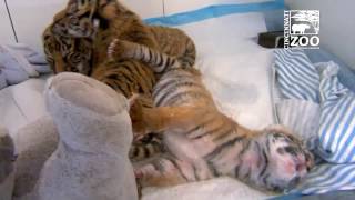 3 Malayan Tiger Cubs in the Nursery - Cincinnati Zoo