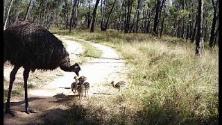 Emu and chicks, August 2021