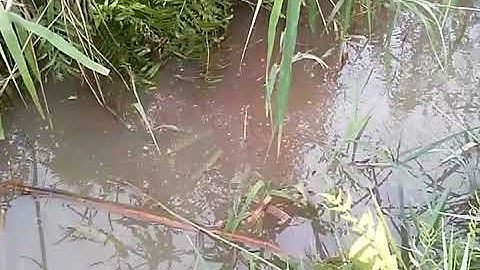 Cá chuối đắm đuối vì con