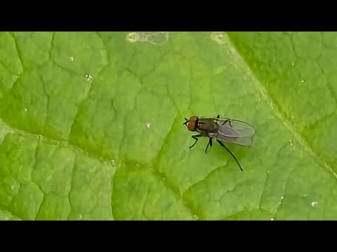 Śmietka atakuje, a Rzodkiewka została sprzedana.
