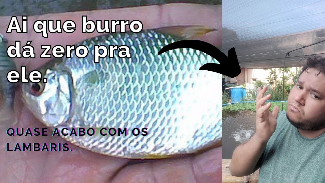 COMO FUI BURRO. Quase acabei com os lambaris.😞😬🐴