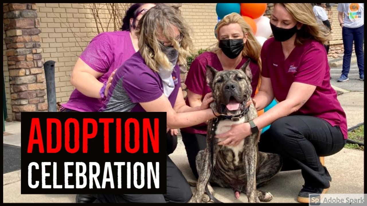Ethan the dog gets his own ‘adoption celebration’ and a freedom ride to his new forever home