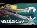 Gharial Facts: the SOUR CROCODILE | Animal Fact Files