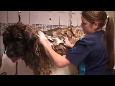 Video: Leonberger Honderas Allergene, Gesondheid En Lewensduur