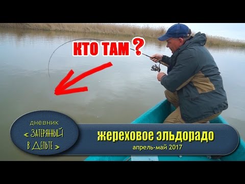 На что ловить жереха в апреле в астрахани На что ловить жереха в апреле в астрахани