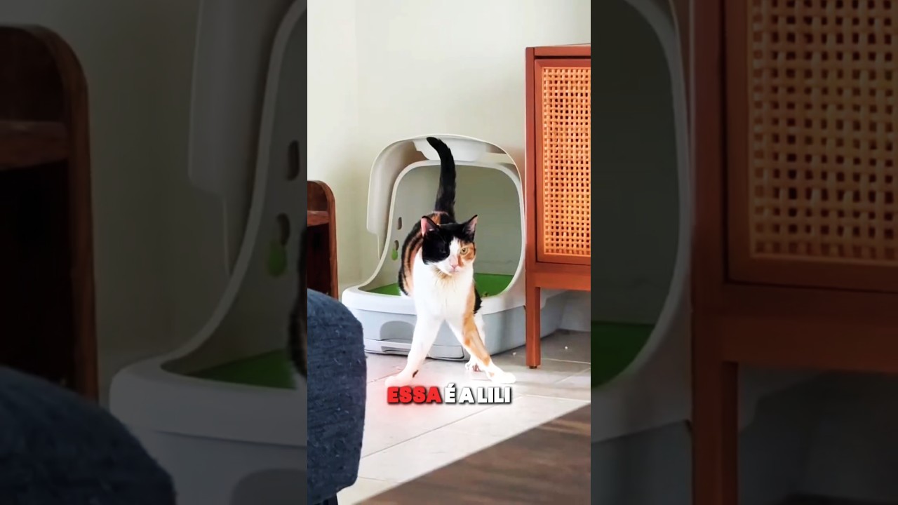 Essa Gata Veio Bugada De Fábrica #shorts #animais #gatos