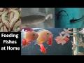 Home fish feeding prawns | Varal malayalam | oscar feeding | giant gourami | parrot | Severum