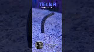 Moray Eels Short  #animals #facts #wildlife #morayeel  #funny #nature