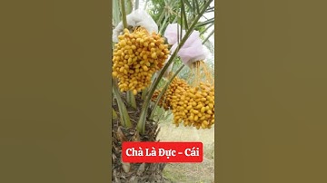 Cho những bác nào chưa biết thì Chà Là có cây đực và cây cái ạ🥰☎️0921.826.862 #nhavuonngoclam