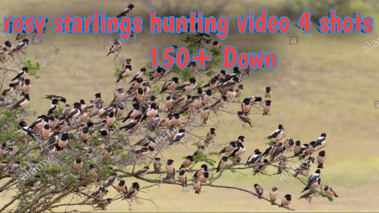 Rosy starlings hunting video 4 shots 150+ down|hunting in Pakistan 