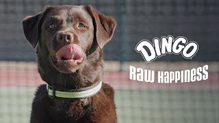 Video Thumbnail for Dingo® | Raw Happiness | Tennis