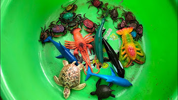 Binbotv tìm kiếm được các vật dễ thương như con cua,con cá, con rùa,con ba ba màu sắc trên sân