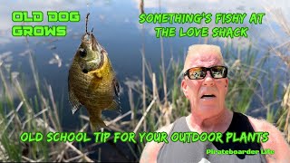 ODG’s Something’s Fishy at the Love Shack Old School Tip for your Outdoor Plants