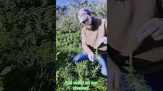 Thistles! Forgotten Wild Food & Medicine  #foraging #naturesmedicine