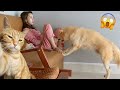 Cute hub  you laugh you lose  funniest animals  funniest cats and dogss 3