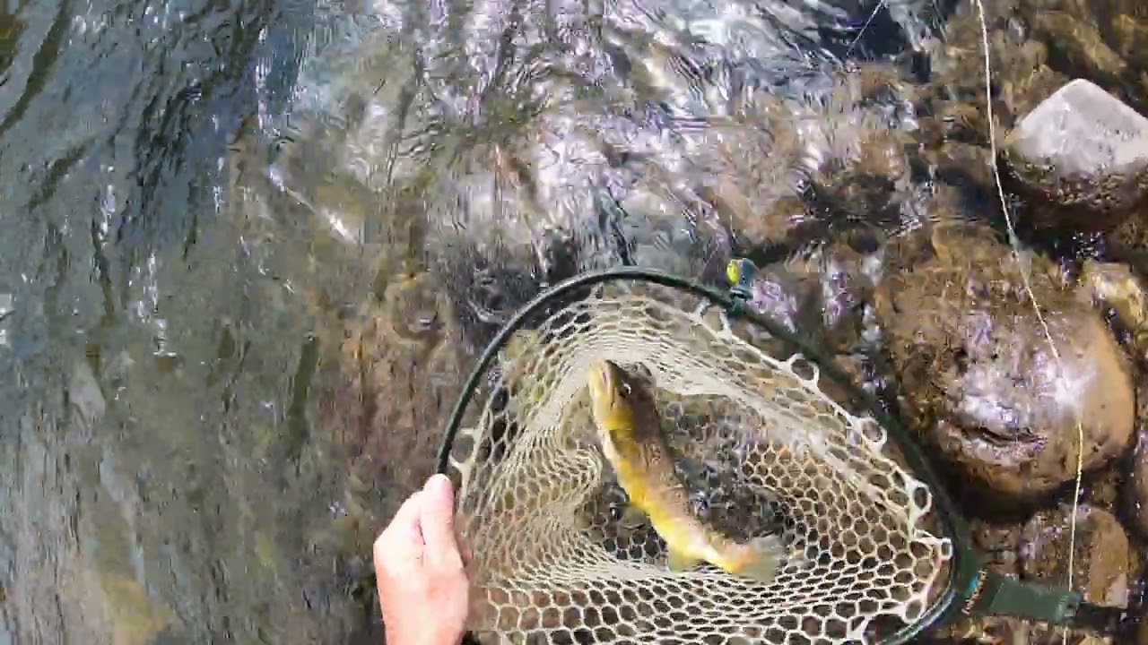 Big Brown Trout - Gunnison River, Colorado - Sept 10, 2023