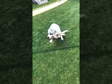 Madison Wasn't Adoptable