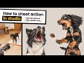 How to Photograph Action in Studio: Freeze Motion like a Treat Catching Pro