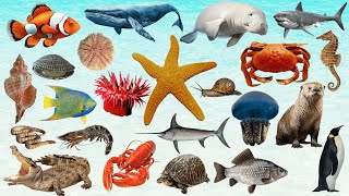 Fun Sea Animals for Kids, Learn 100 Ocean Animal Names in English. Educational Vocabulary for kids