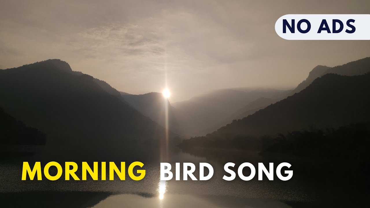 1 Hour of Relaxing Morning Birdsong | High-Quality Field Recording at Western Ghats, Southern India