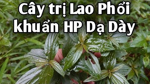 Công dụng tuyệt vời của cây thuốc Dòi. PHAN HẢI channel.