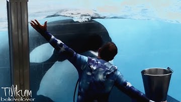 Lost In You || Favourite Orca MEP || Part 10 with Tilikum