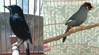 Download Lagu SUARA PIKAT BURUNG BESAR 100% LENGKET MP3