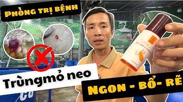 Cách Trị Trùng Mỏ Neo Trên Cá Koi Bằng Dầu Gội Y Lang – Hiệu Quả Bất Ngờ | King Koi Farm